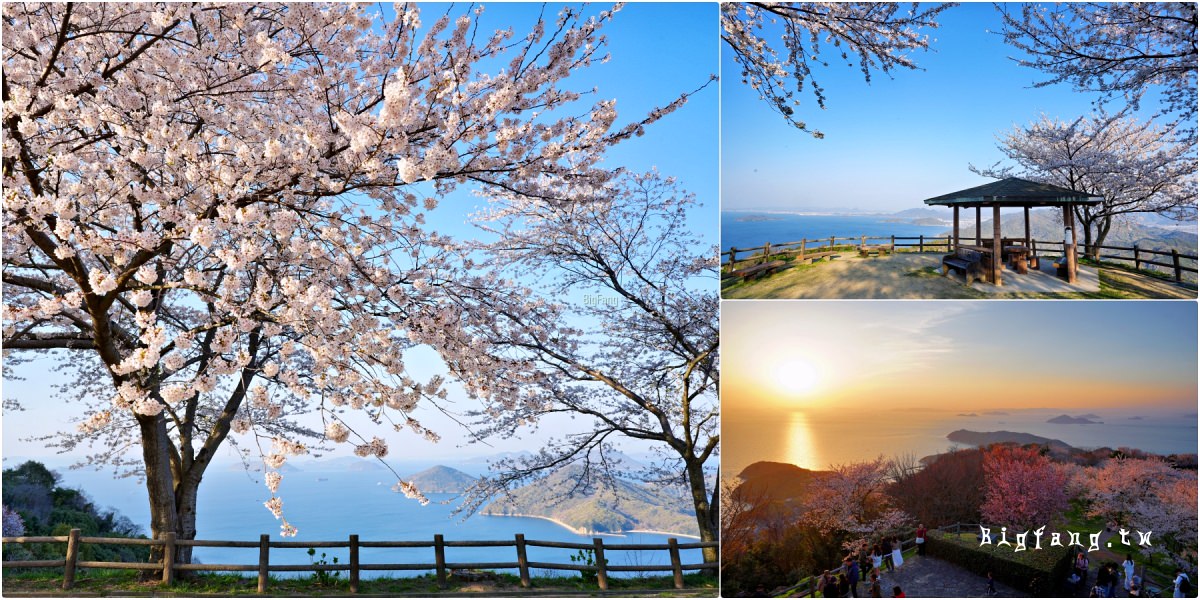 香川三豐市櫻花 紫雲出山
