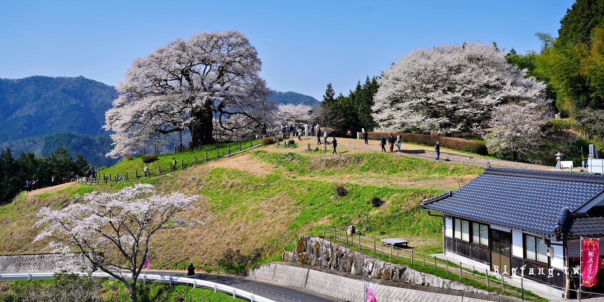 岡山縣真庭市 醍醐櫻 Daigo-Sakura